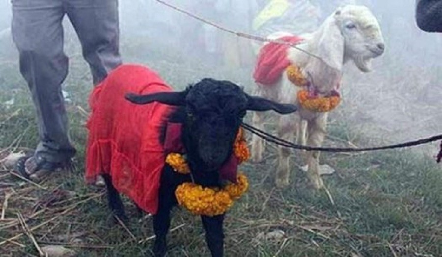 Sajilo Khoj