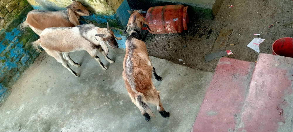 Sajilo Khoj