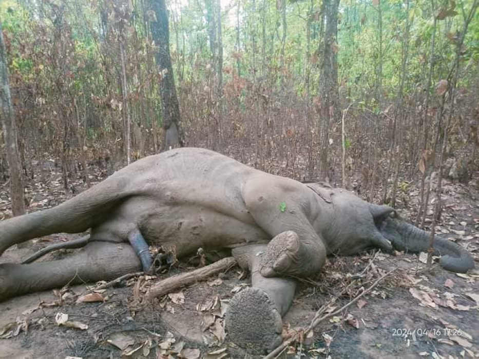 झापामा दारा काटिएको अवस्थामा एउटा हात्ती मृत फेला